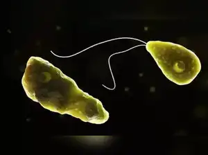 Amoeba